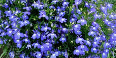 Lobelia: kdy zasadit, vysévat sazenice doma